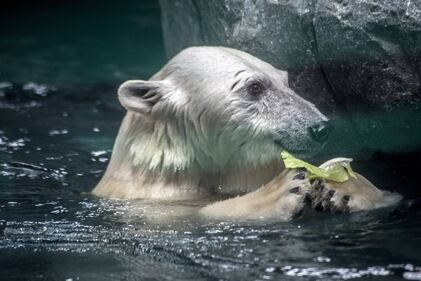 Orso polare in Brasile 2