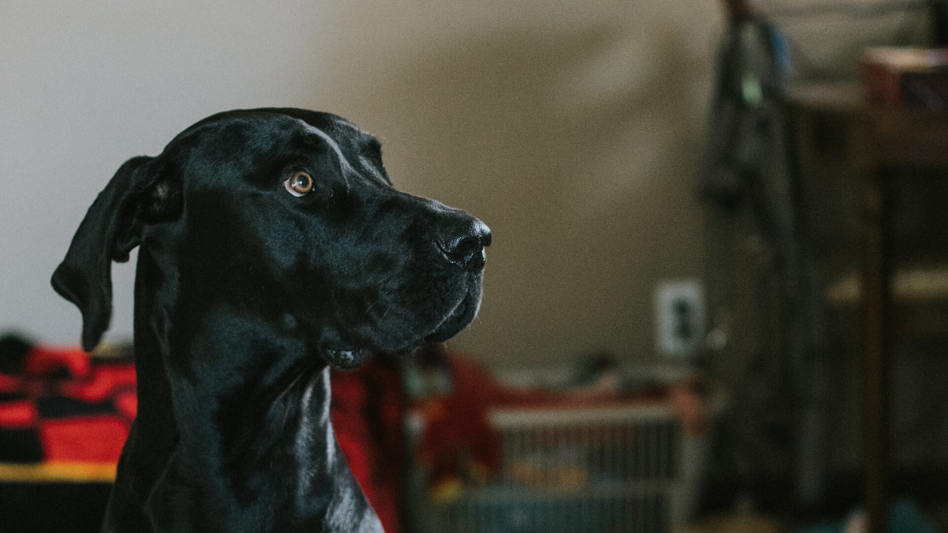 Una scoperta dalla Finlandia: i cani riescono a "fiutare il coronavirus"