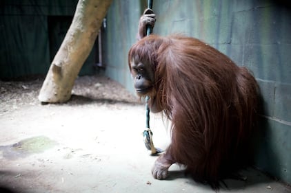 L'orango Sandra allo zoo di Buenos Aires 2