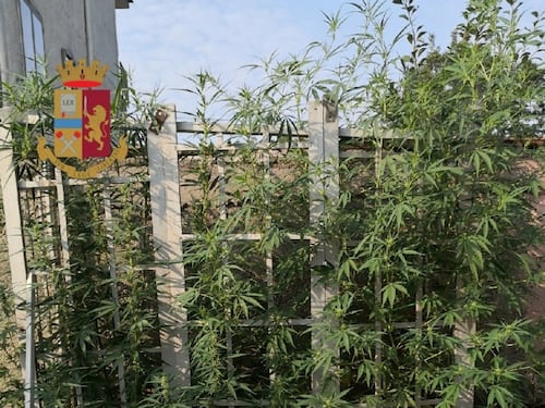 Coltiva marijuana in casa: 70enne finisce in manette