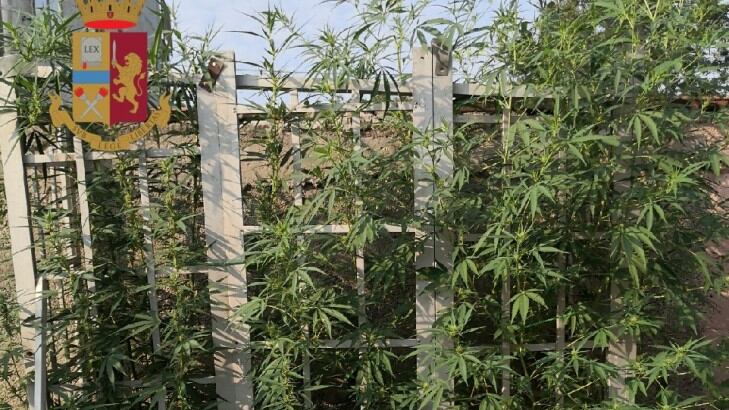 Coltiva marijuana in casa: 70enne finisce in manette