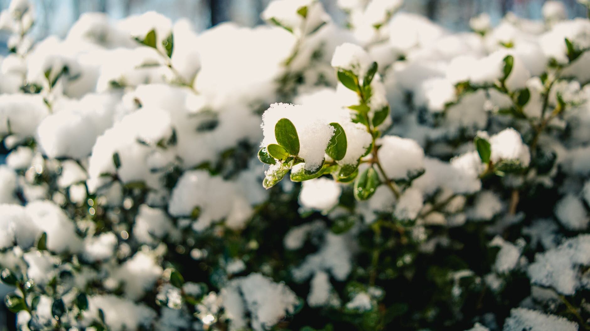 Piante da balcone, il decalogo contro il freddo