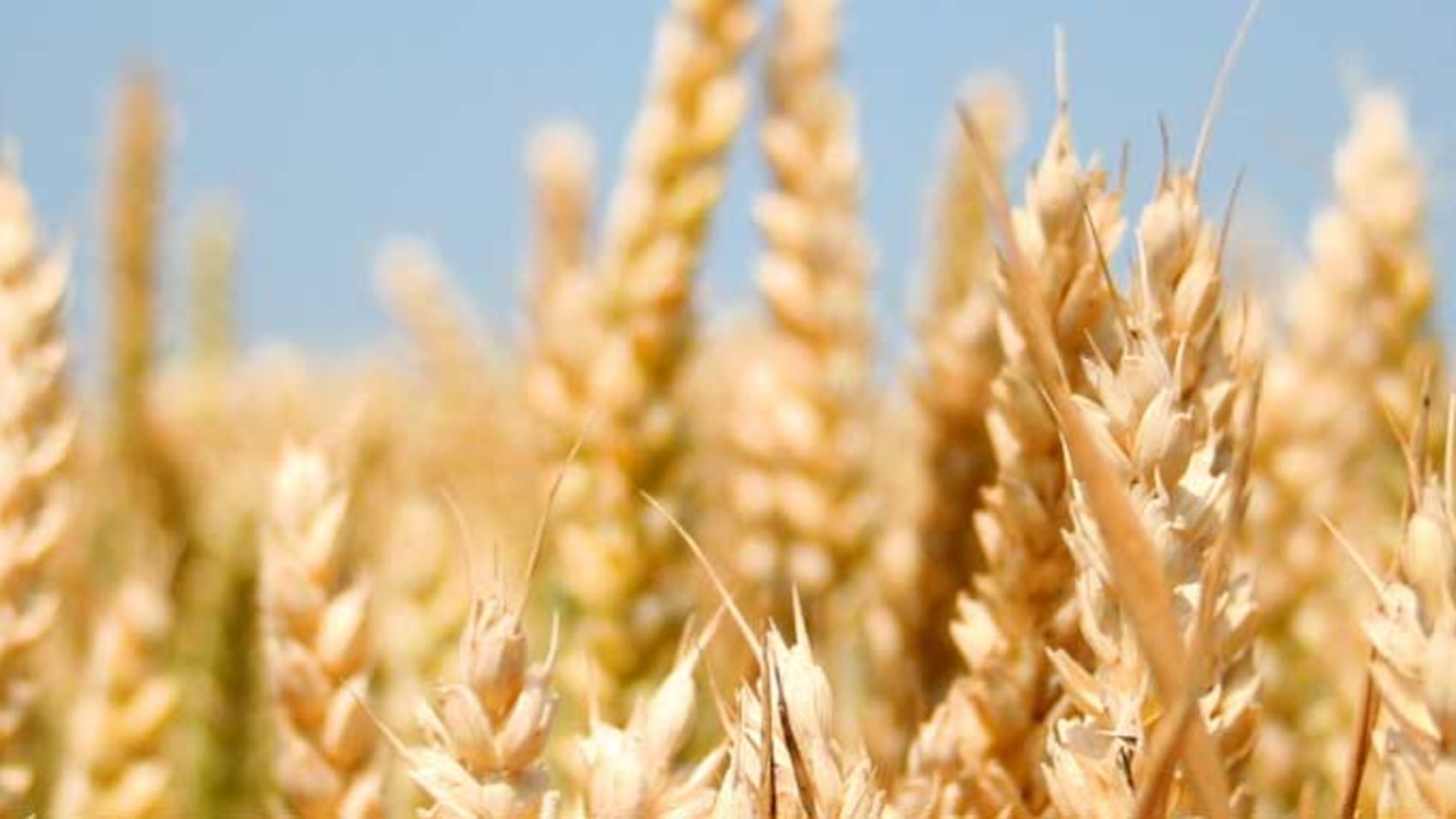 Scoppia la battaglia del grano "immigrato"
