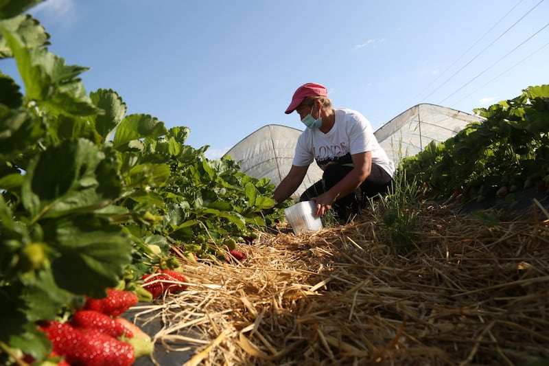 Lavoratori nei campi agricoli