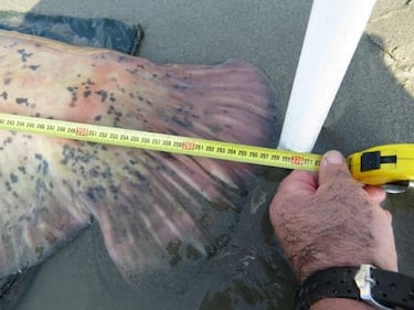Pesce siluro da record pescato nel Po 2