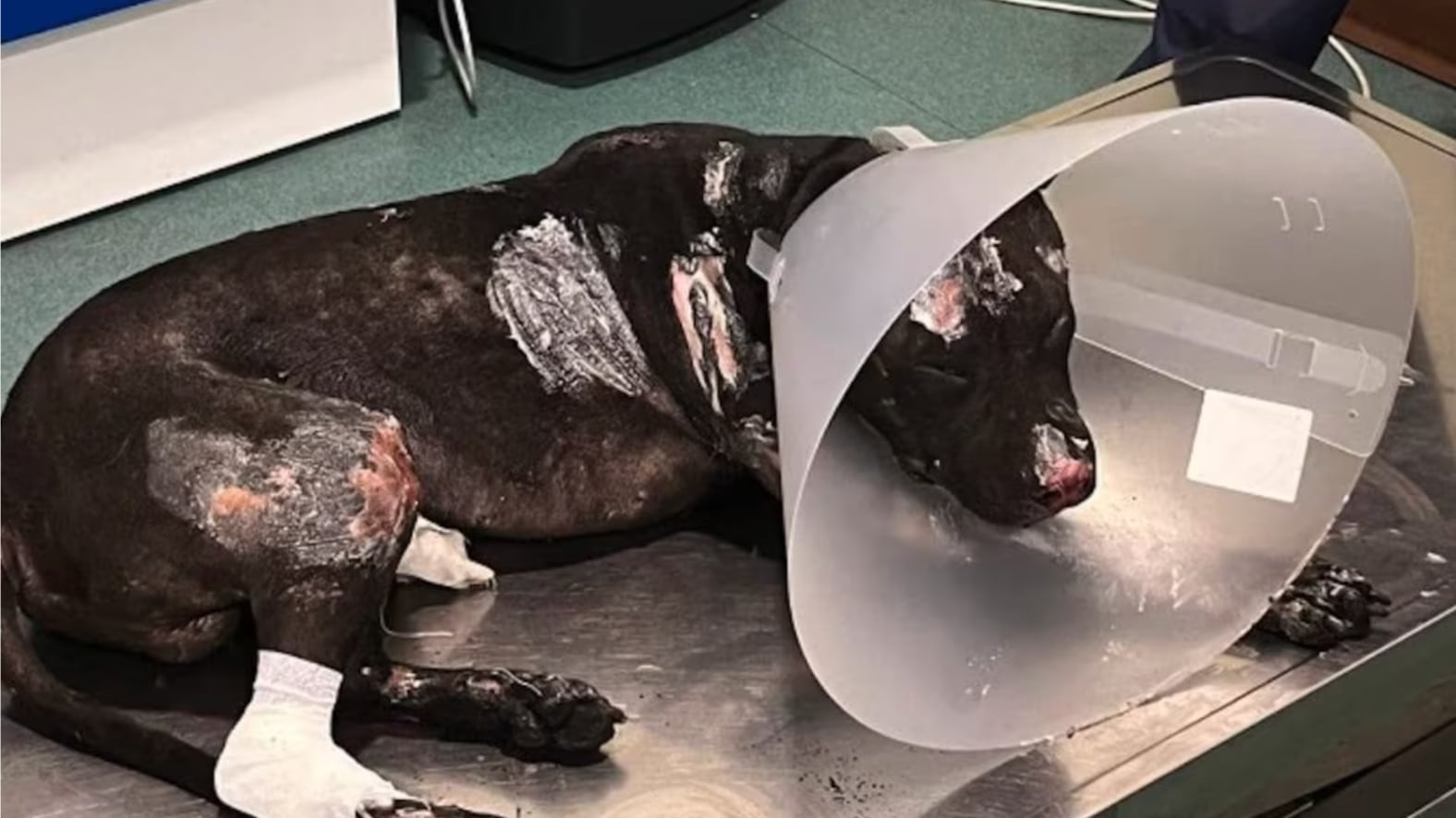 Aron non ce l'ha fatta, morto il pitbull bruciato vivo dal padrone