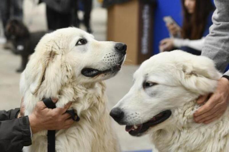 Pet therapy