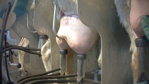 Violenze sugli animali nell'allevamento più grande d'Italia 7