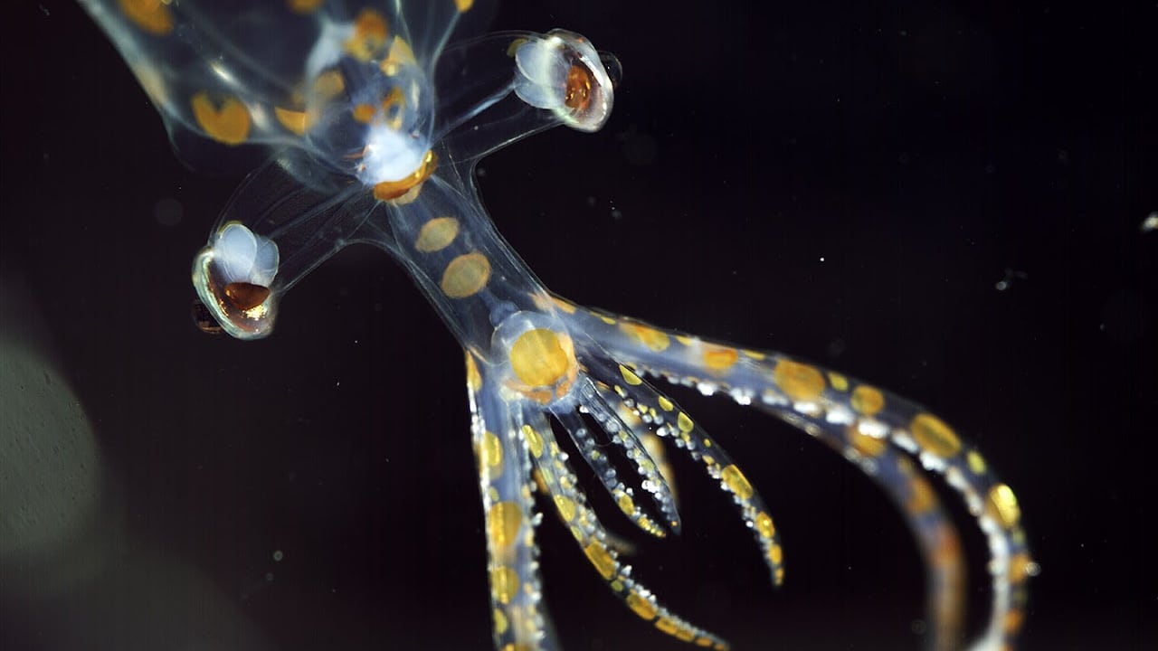 L’alieno chiamato calamaro di vetro e le altre trenta creature scoperte negli abissi in due settimane