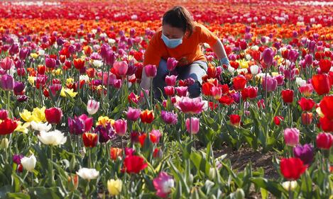 I colori del campo di tulipani di Arese 5