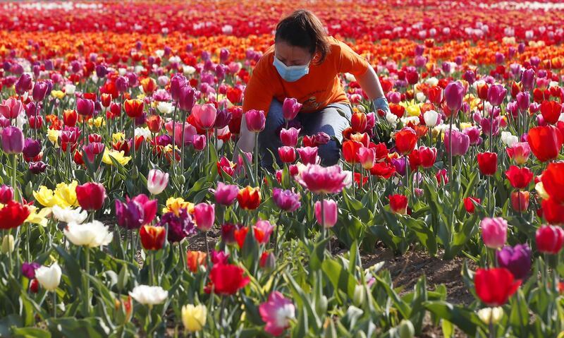 I colori del campo di tulipani di Arese 5