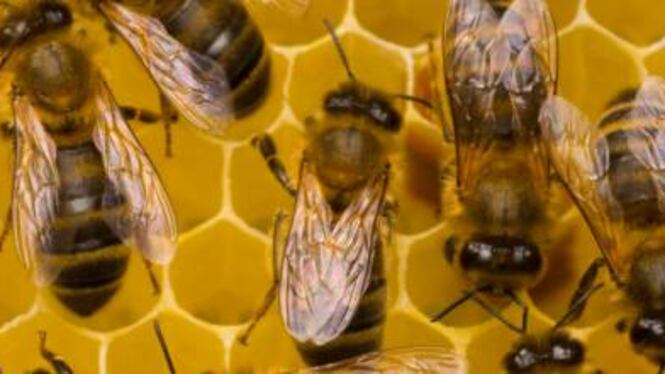Quei pesticidi che salvano gli ulivi e uccidono le api