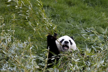 Il parco di Chimelong mette in mostra i panda 15