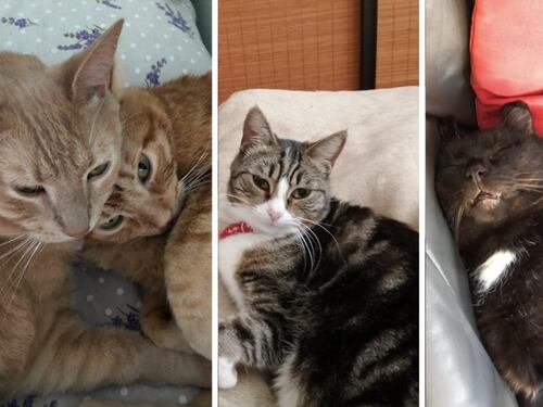 I terroristi sparano, i social si riempiono di gattini