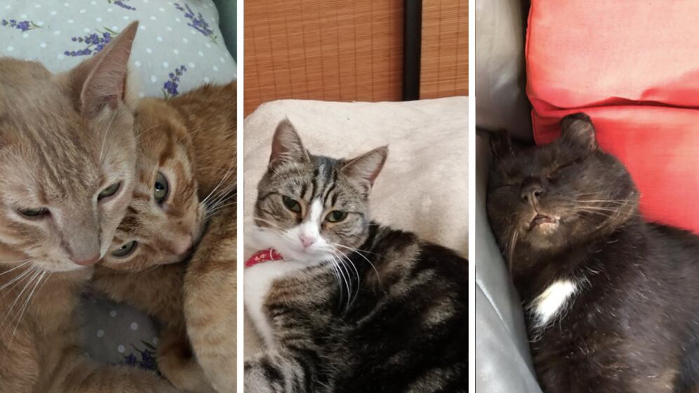 I terroristi sparano, i social si riempiono di gattini