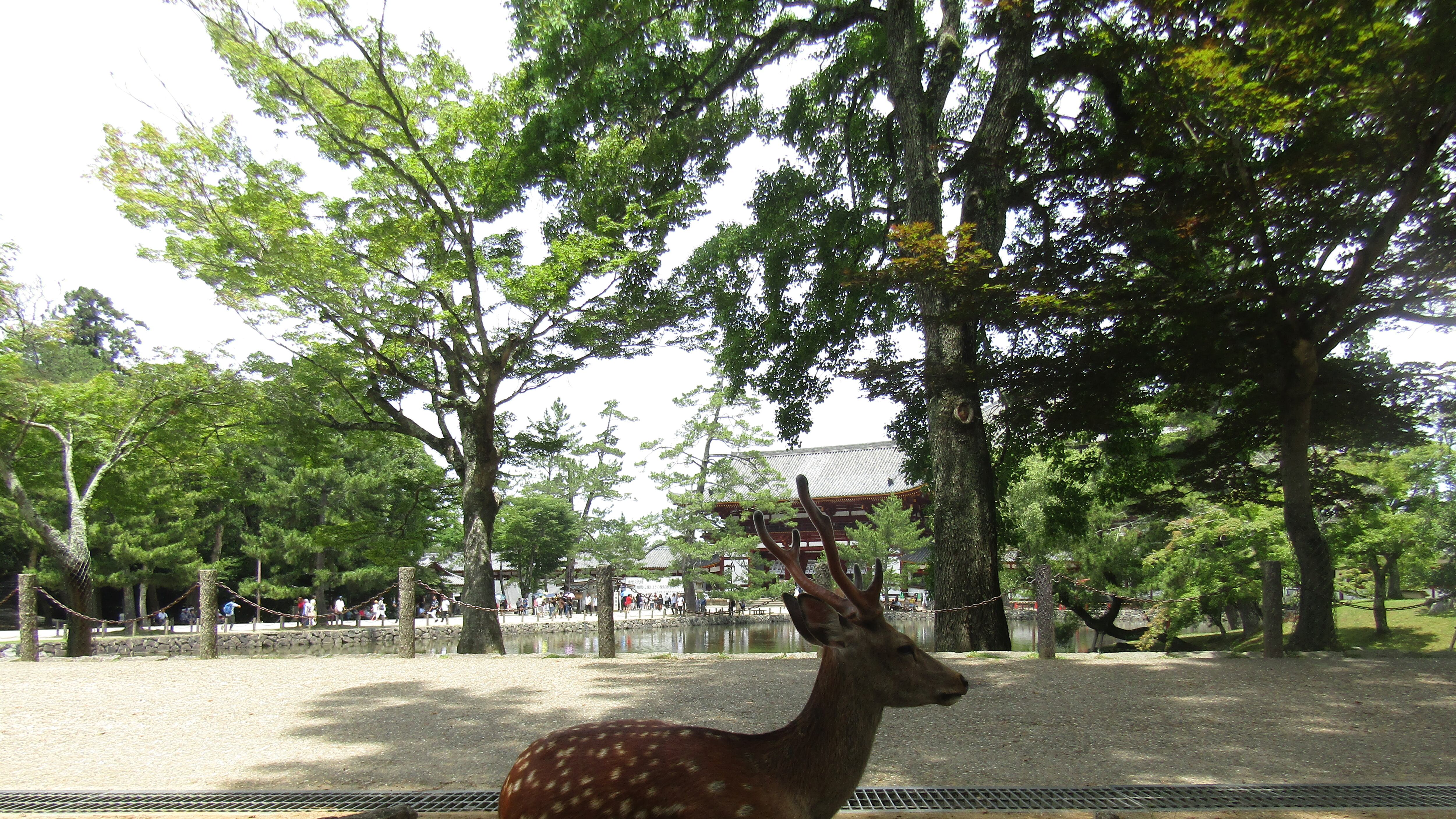 Nara, la perla di Buddha custodita dai cervi