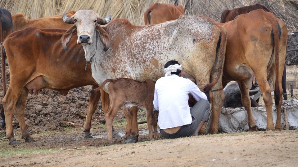 India, la folla lincia due islamici: "Avete macellato una mucca"