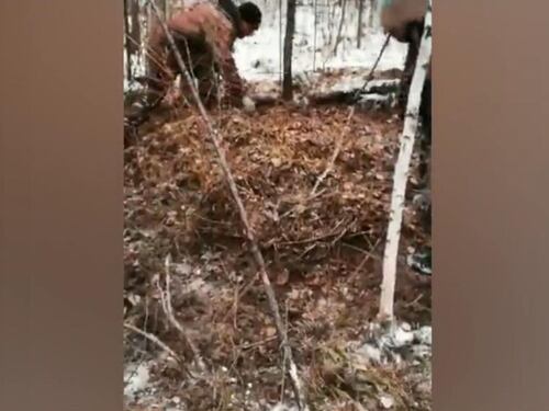 Russia, 16enne muore salvando il cugino 13enne dalla furia di un orso