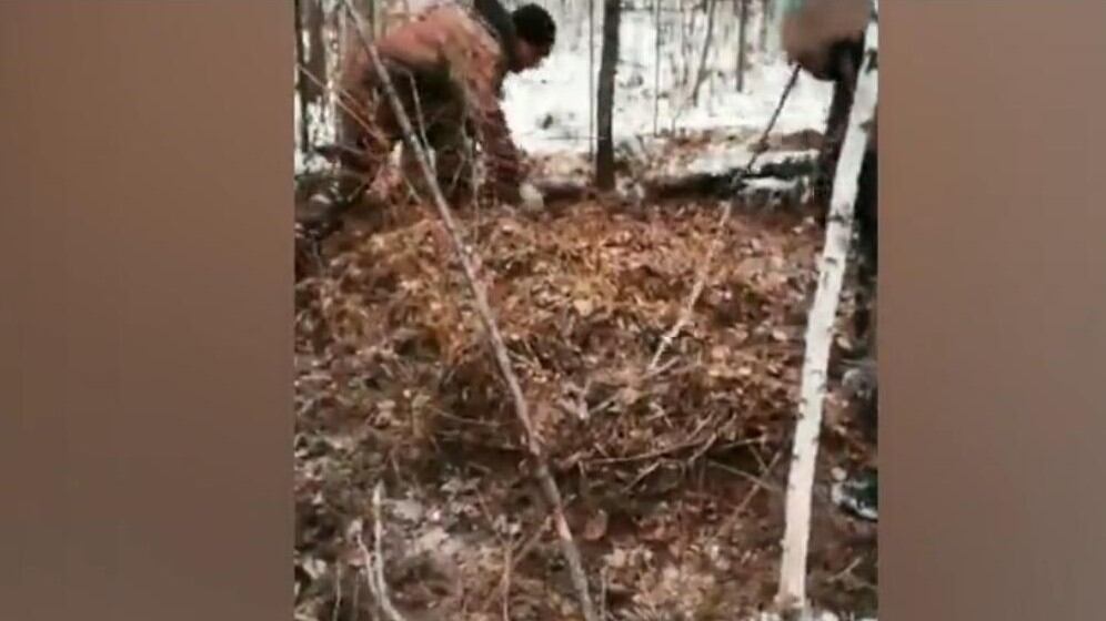 Russia, 16enne muore salvando il cugino 13enne dalla furia di un orso