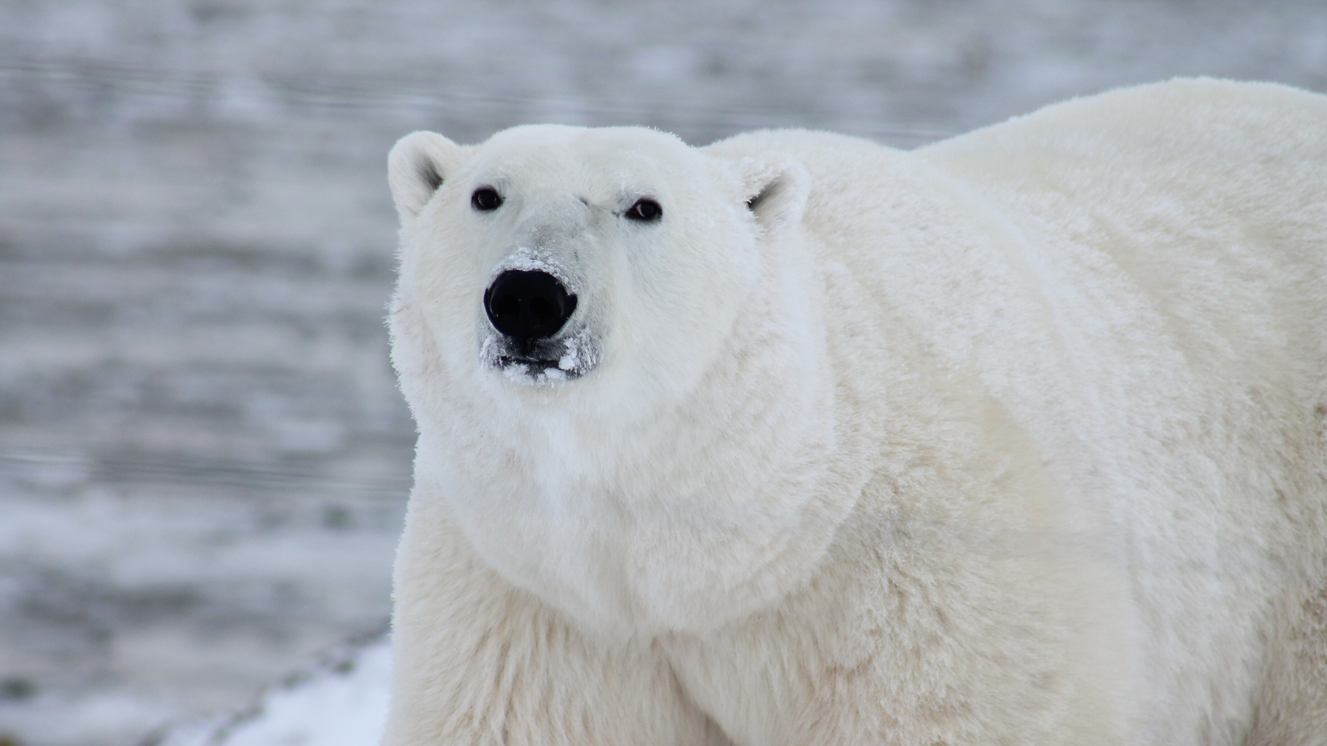Il "segreto" dell’orso polare: così resiste a temperature sotto zero