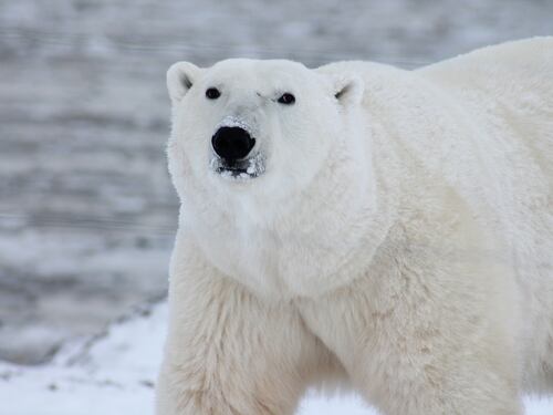 Il "segreto" dell’orso polare: così resiste a temperature sotto zero