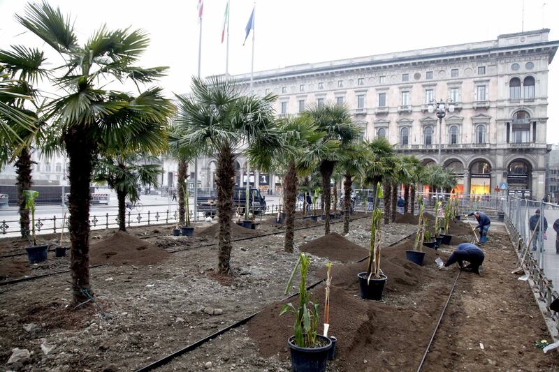 I banani arrivano in piazza Duomo 16