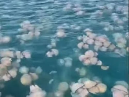 Occhio alle meduse "Rhizostoma pulmo". Ecco cosa succede nelle acque di Trieste