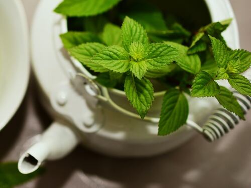 Menta, tutte le proprietà e i benefici di questa pianta