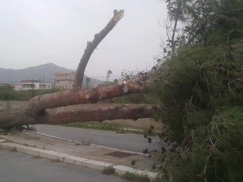 Maltempo a Pasquetta: alberi sradicati e collegamenti con le isole interrotti