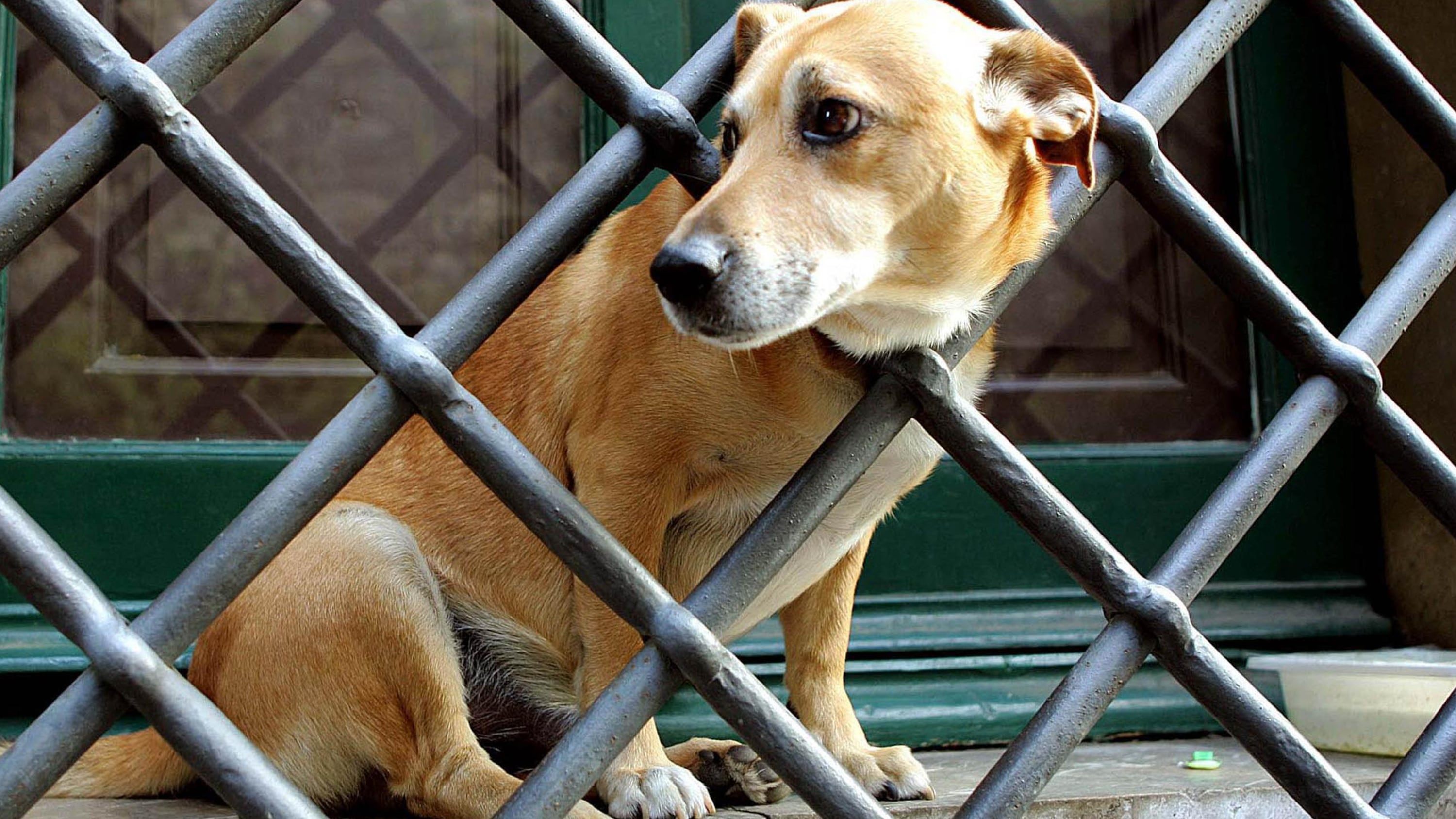 Troppi veleni nei parchi Continua la strage di cani