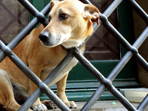 Troppi veleni nei parchi Continua la strage di cani