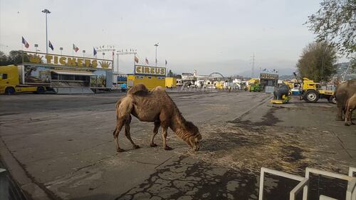 Gli animali del circo "parcheggiati" sull'asfalto 3
