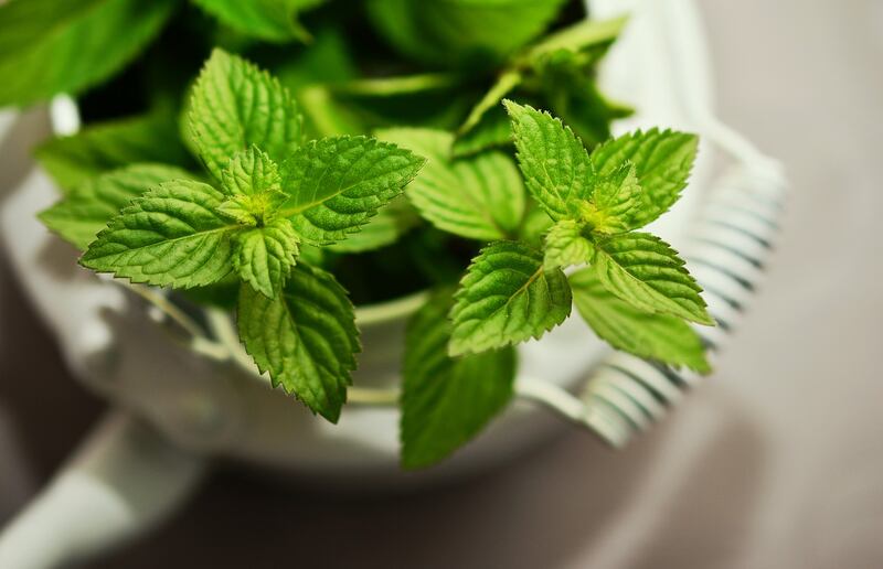 Menta effetti collaterali