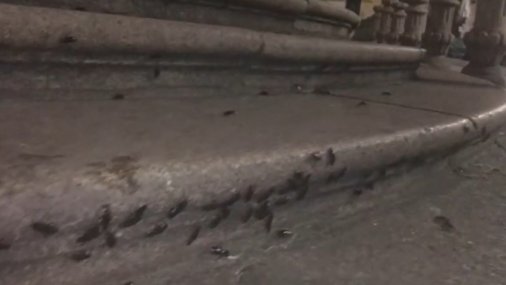 "Da voltastomaco", le blatte invadono Milano: una situazione da brivido