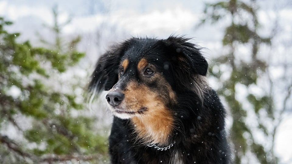 I cani sentono prima quando il padrone avrà una crisi epilettica