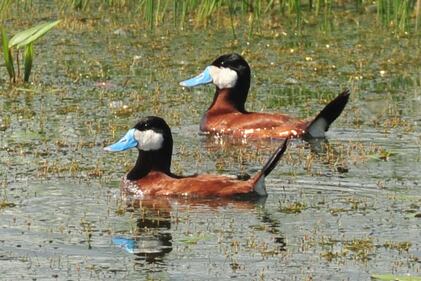 Le immagini delle specie aliene invasive 4