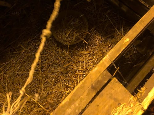 Le immagini degli animali del presepe vivente