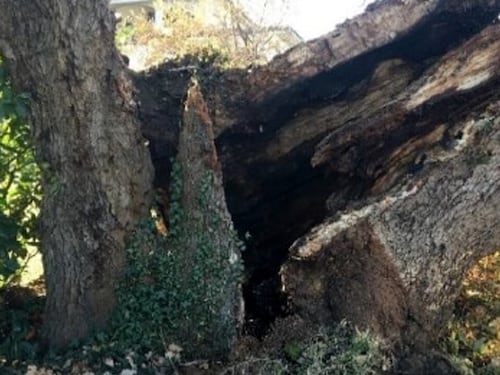 Cade la "Quercia delle Streghe", addio al monumentale albero d'Abruzzo