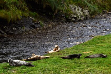 Foula, una splendida isola inglese per solo 30 abitanti 47