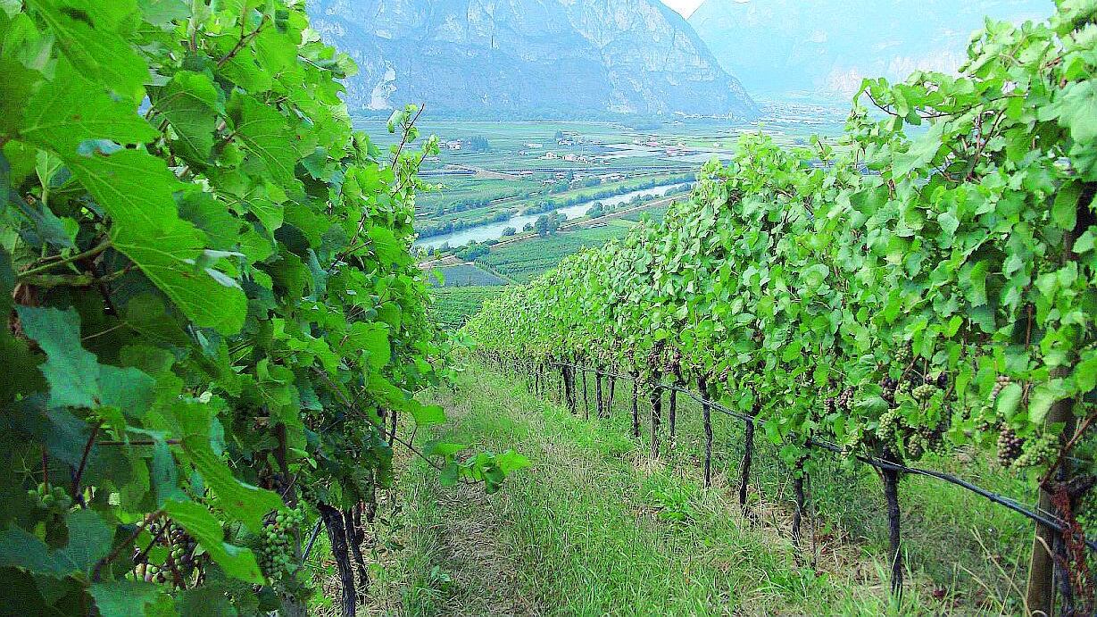 Il sogno americano del vino made in Italy