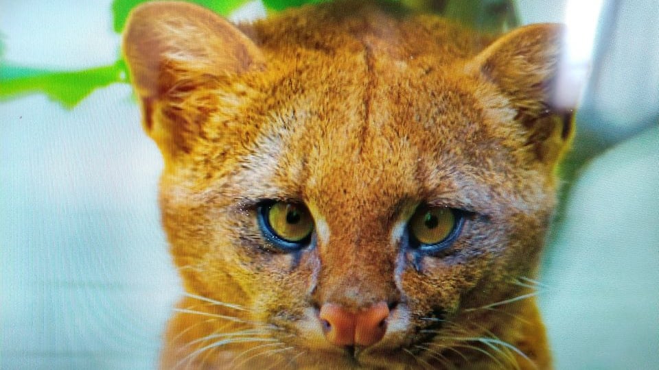 Alleva un gattino randagio ma poi scopre che è un puma