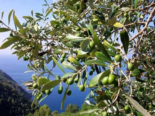 Salute, l'Italia è la prima al mondo: merito della dieta mediterranea
