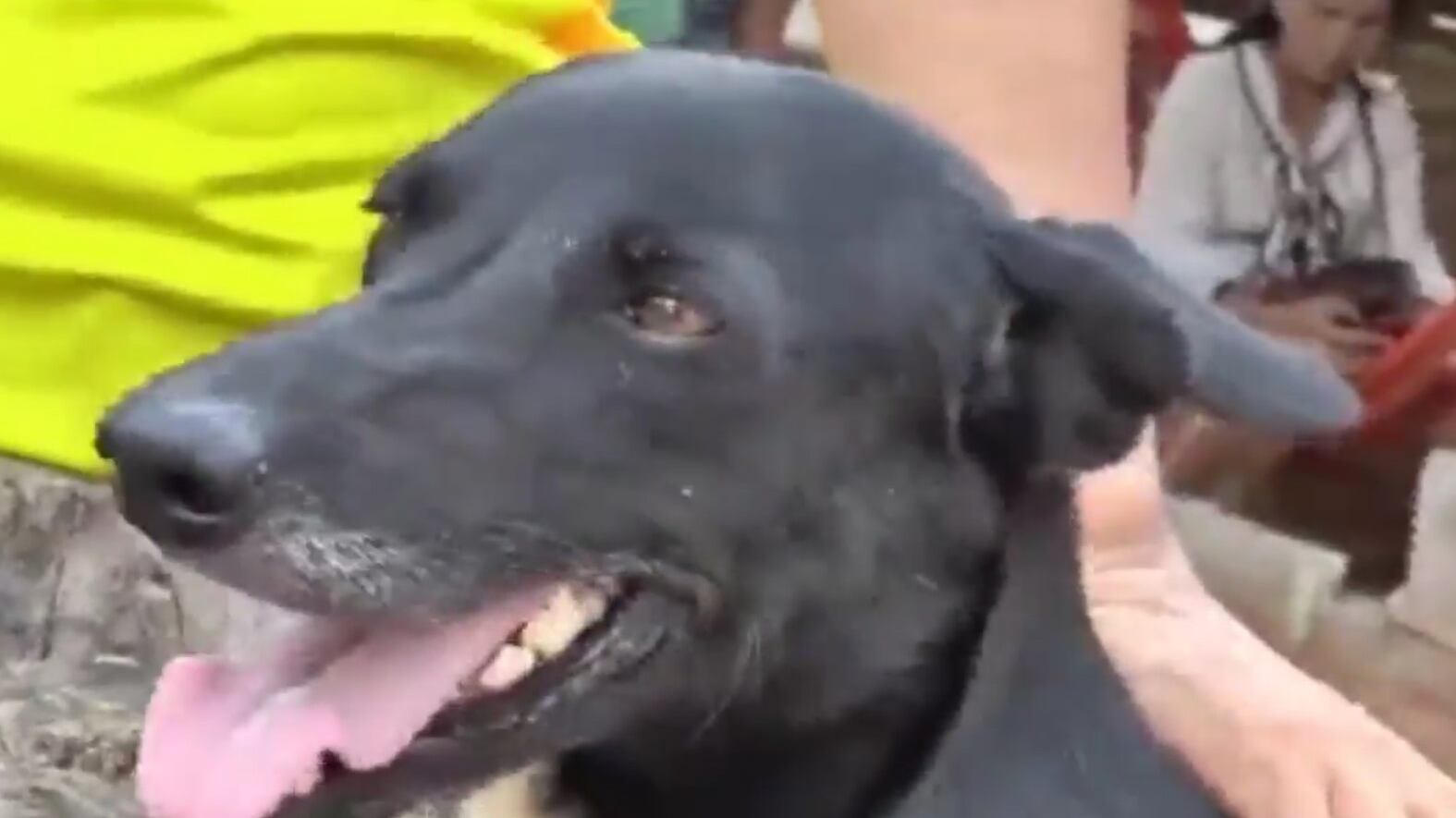 Thailandia, cane disabile salva il neonato sepolto vivo dalla madre 15enne