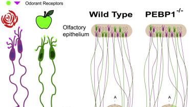 Ecco come codifichiamo gli odori a livello cerebrale