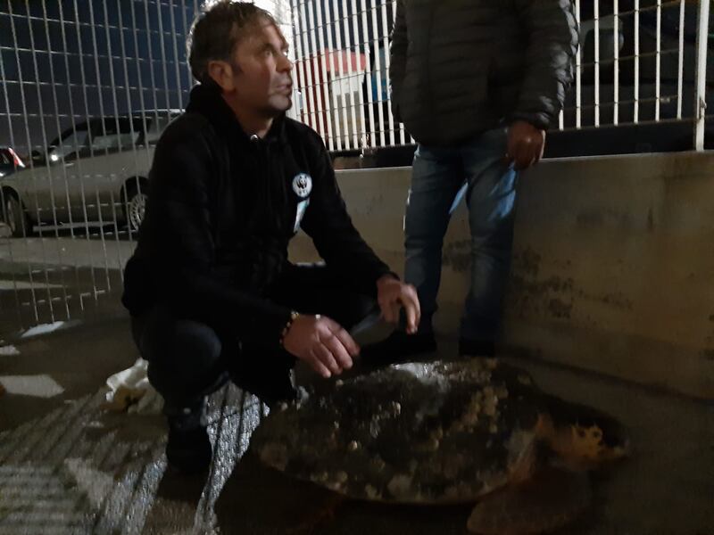 Barletta, il recupero della caretta caretta trovata in campagna 1