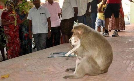 India, il macaco adotta il cagnolino 1