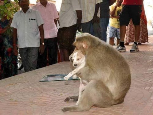 India, il macaco adotta il cagnolino