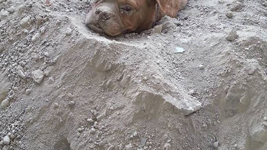 Parigi, cane sepolto vivo viene salvato da un passante