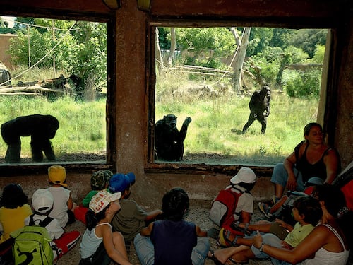 Uno studio sulle lontre di Adelaide e i miei scimpanzé di Roma: quando allo zoo lo spettacolo siamo noi