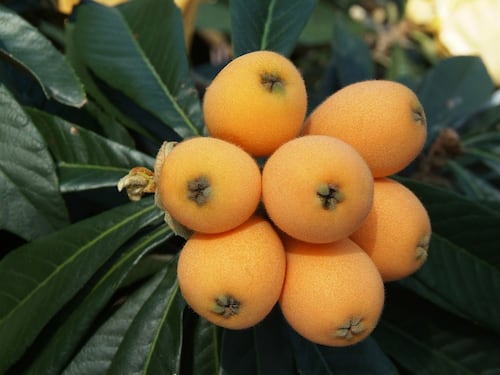 Nespole: i dolci frutti dalle tante proprietà benefiche